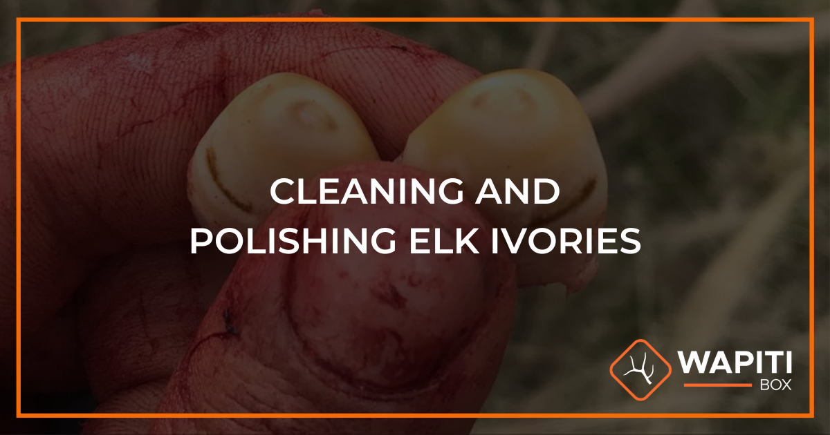 How To Clean Elk Ivories 5 Easy Steps Wapiti Box