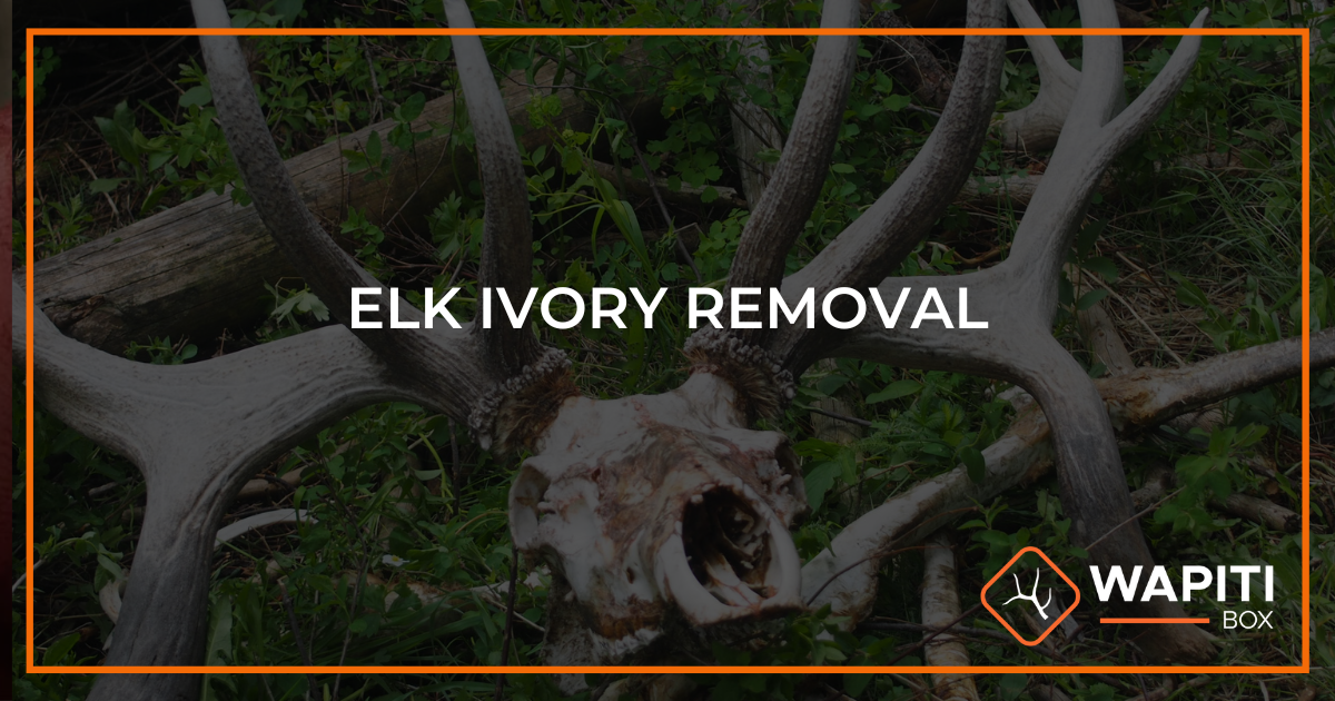 How to Remove Elk Ivories 8 Easy Steps Wapiti Box