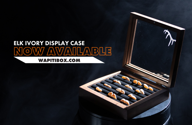 Ivory Display Wapiti Box - The Ultimate Elk Ivory Display Case | Made in USA